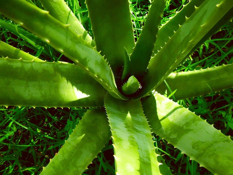 Aloe Vera Succulent