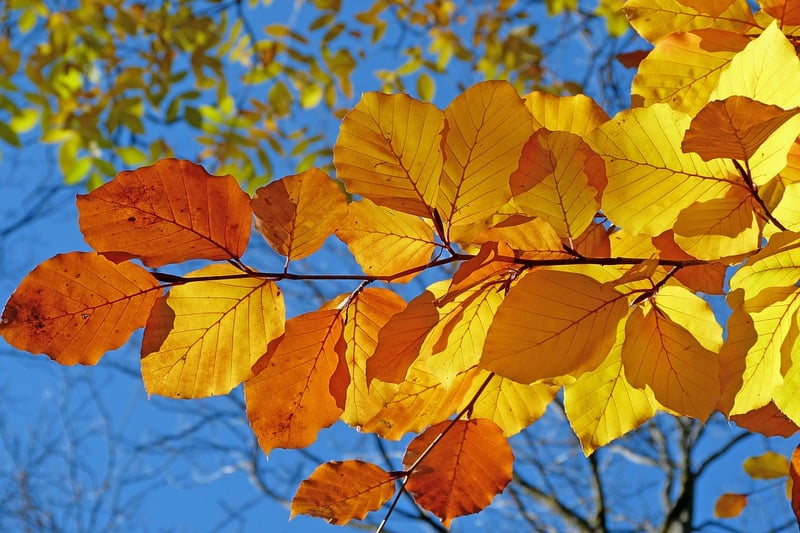 Autumn garden
