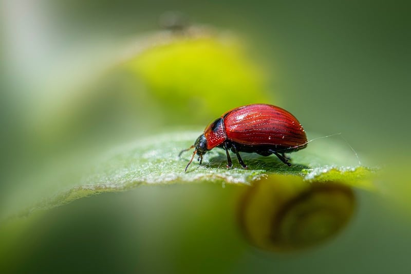Garden Pests
