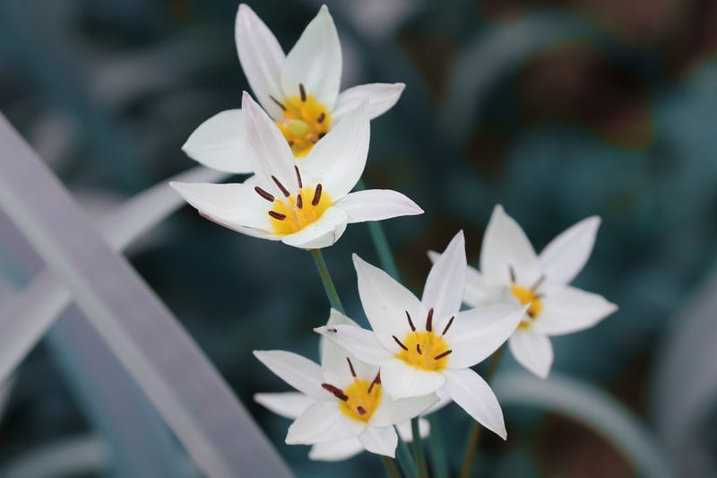 Spring flowers